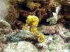 P8230128_Yellow_Sea_Horse_1_BIBR_06.jpg