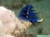 PB300394_Blue_Christmas_Tree_Worm_BLR_SD_Fiji_06.jpg