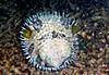 Puffed_Black-blotched_porcupinefish.JPG