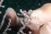 Pygmy_Seahorse2_cropped.JPG