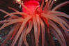 Red_Anemone_2.jpg