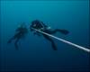 SCRUB_DIVE_113007_46_.jpg