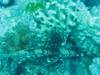 Sharm_El_Shiekh_July_2007_125_.JPG