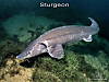 Sturgeon_rs.jpg