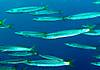 Yellowtail_barracuda2.JPG