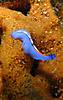 blue_flatworm.JPG