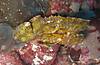 leaf_scorpionfish.JPG