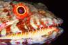 lizardfish.jpg