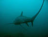 lowres_threshershark_1.jpg