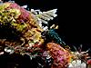 nembrotha_kubaryana_3.jpg