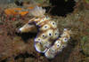 nudibranch_love.jpg