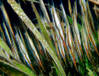 razorfish:eelgrass.jpg