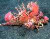 red_devil_scorpionfish.jpg