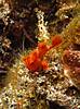 red_frogfish.JPG