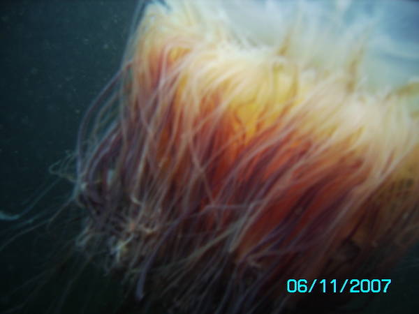 lion's mane 2