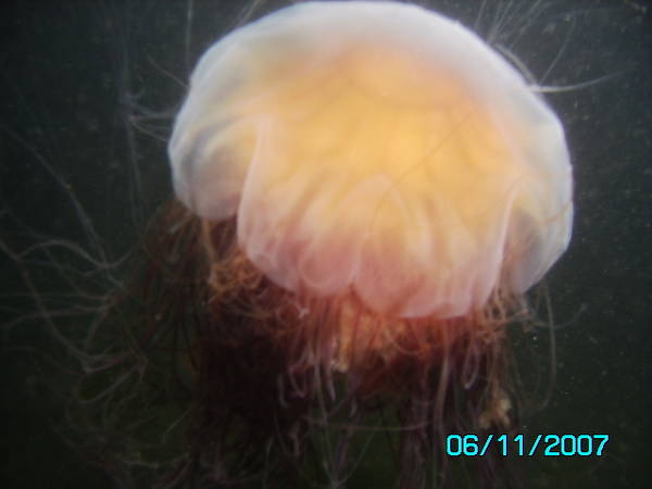lion's mane