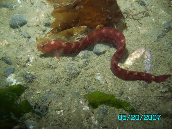 fish id please?