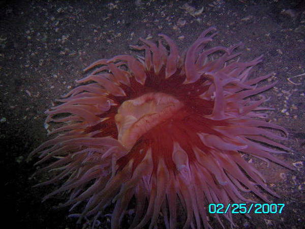 one of  sea urchins