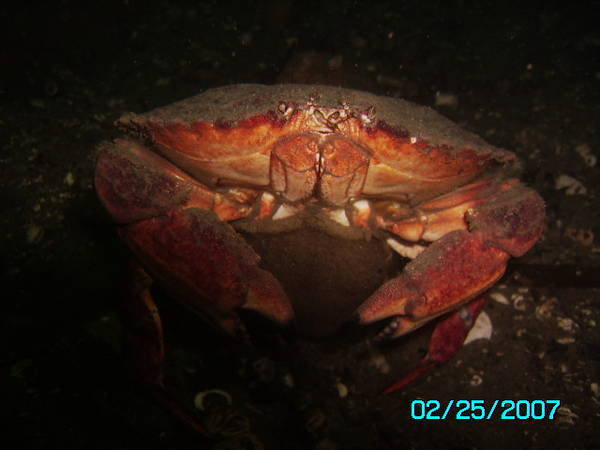 crab