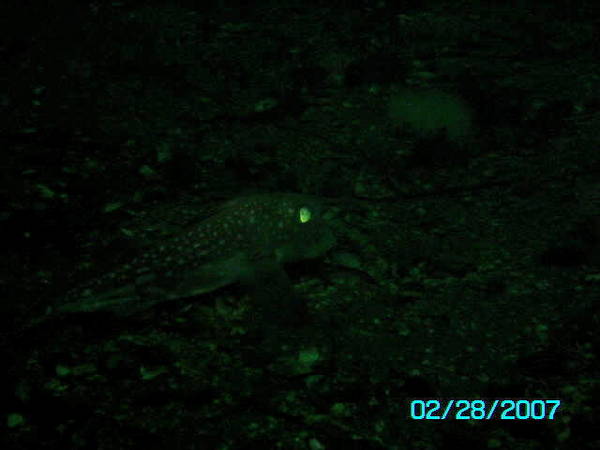 rat fish