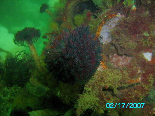 tube worm