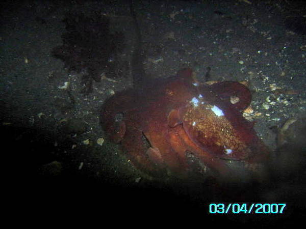 octo