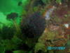 diving_with_jo_and_nki-47.jpg
