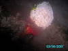 night_dives-20.jpg