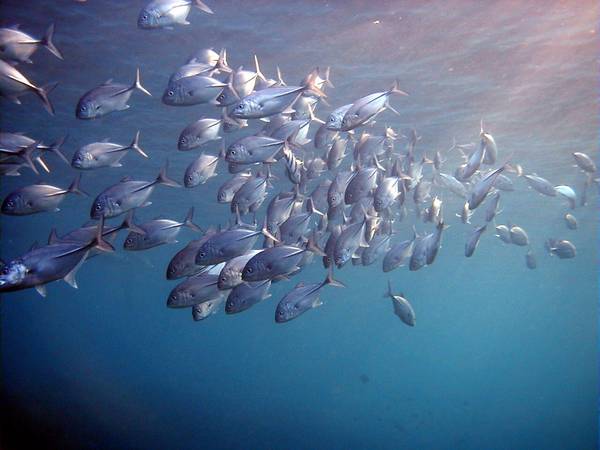 jacks galore