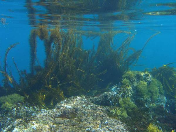 Feather_Boa_Kelp