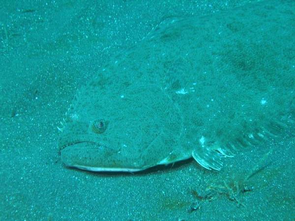 Halibut_1