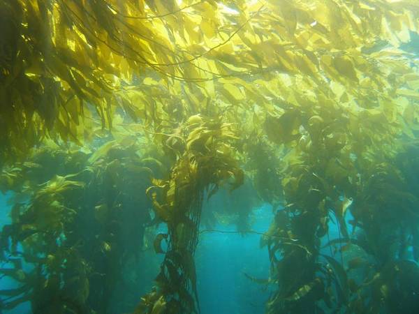Kelp1