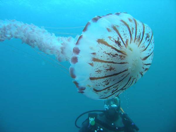 Purple_Jellyfish_1