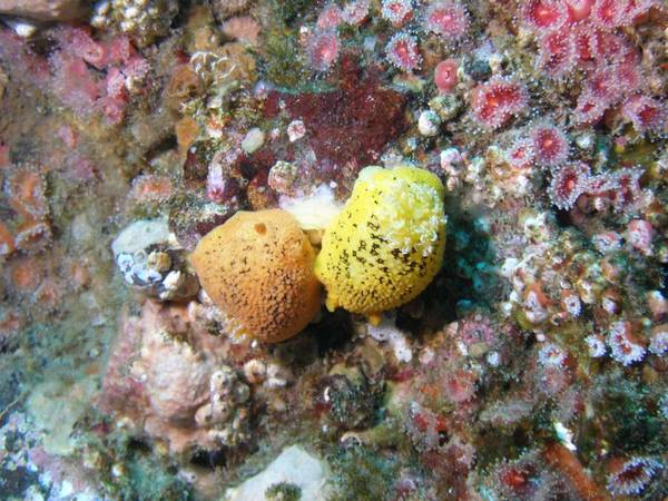 Sea_Lemon_Nudi
