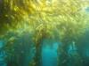 Kelp1.jpg