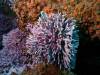 Purple_Hydrocoral_1.jpg