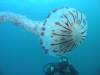 Purple_Jellyfish_1.jpg
