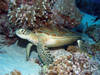 Turtle_01.jpg