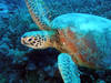 Turtle_02.jpg
