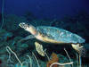 Turtle_03.jpg