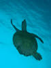 Turtle_04.jpg
