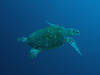 Turtle_05.jpg