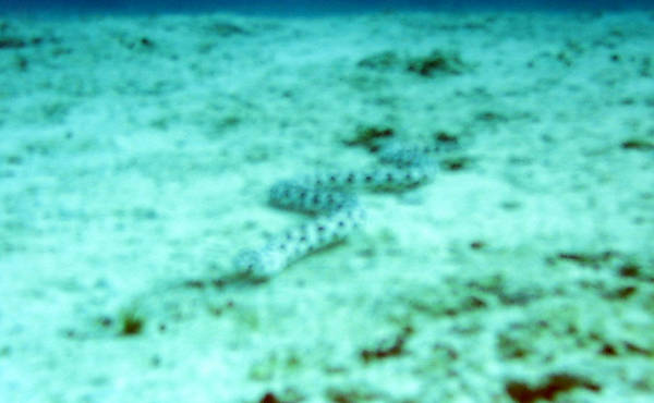 Snakey!