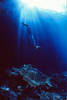 dive_back.jpg