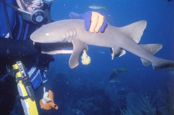 Have you petted a shark lately?