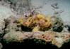 Bonaire_-_Frogfish005.jpg