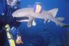 petting_a_shark.jpg
