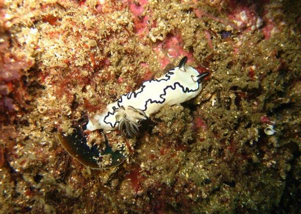 Nudibranch (black &amp; white)
