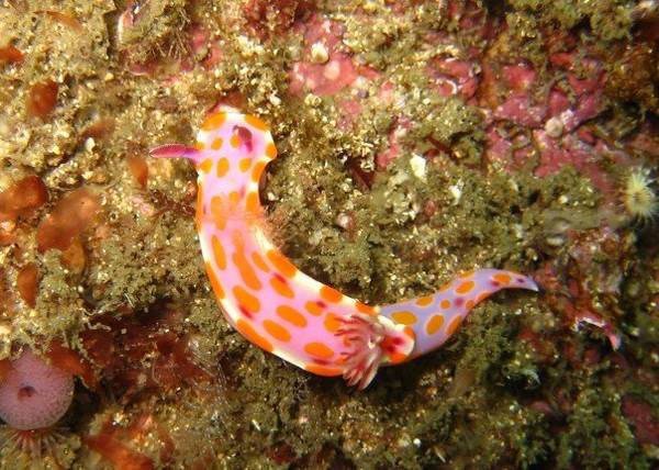 Nudibranch