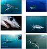 shark_collage.jpg